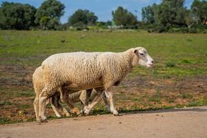 Flock of sheep in a meadow on green grass photo