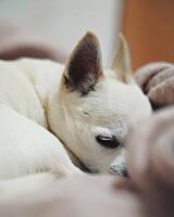 Sleepy white chihuahua photo