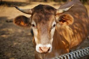 Brown cow looking at camera photo