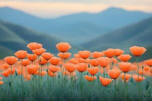 Orange poppies blossom in a field with mountains in the background photo