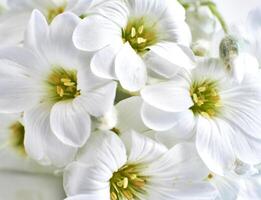 Close up view of a white spring flower, nature background. photo