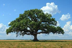 A lone, large oak tree stands in a field under a partly cloudy blue sky. photo