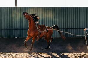 Horse in a riding center. A man holding a rope photo