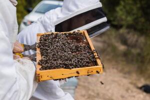 Beekeeper with many bees on honeycomb. photo