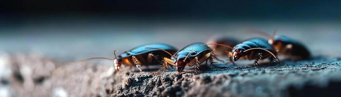Cockroaches emerge from a dark crack in the floor, their shiny bodies glistening in low light. The blurred background enhances the unsettling atmosphere, evoking horror themes photo
