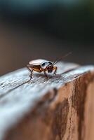 A cockroach is standing still on a slightly weathered wooden surface. Natural lighting highlights the intricate textures of its exoskeleton and the wood grain, with a softly blurred background photo