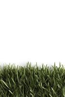 A bright green strip of cartoon-inspired grass forms a vibrant border at the base of a white background, providing ample space for playful text and design elements photo