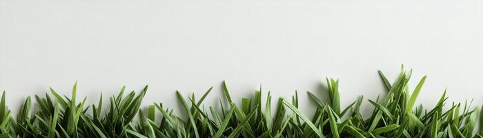 Lush green grass with sharp blades lines the bottom edge of a bright white background, creating a fresh and natural look for eco-friendly projects and website footers photo