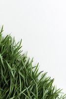 Lush green grass fills the bottom edge, sharply defined against a bright white backdrop, creating a fresh and natural ambiance ideal for eco-conscious projects and website footers photo