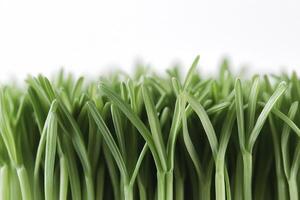 Lush green blades of grass create a vibrant strip along the bottom edge of a bright white background, providing an inviting and fresh look suitable for various eco-friendly projects photo