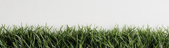 Lush green grass with sharply defined blades creates a vibrant strip along the bottom edge of a bright white background. This fresh and natural setting is ideal for eco-focused projects photo