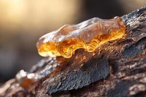 Thick amber resin emerges from rugged tree bark, its translucent surface shimmering in the sunlight. The earthy tones of the forest create a soft-focus backdrop, enhancing its tactile allure photo
