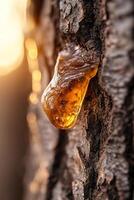 Golden amber tree resin drips gently from rugged bark, catching sunlight to create a warm glow. The soft-focus background adds a natural feel, ideal for eco-friendly branding photo