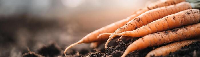 Vibrant carrots just harvested from the earth display rich orange hues and soil clinging to their roots, highlighting the connection between farm and table in an organic setting photo
