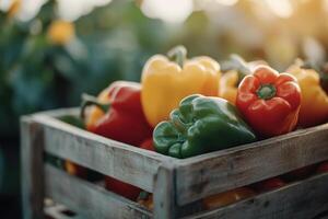 Close-up of vibrant red, yellow, and green bell peppers in a rustic wooden basket, softly illuminated by sunlight with a blurred farm background. Perfect for promoting healthy eating photo