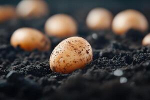 Freshly harvested potatoes rest in dark, nutrient-rich soil, showcasing their earthy texture. This rustic setting highlights the beauty of organic produce and sustainable farming practices photo