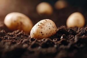 Freshly harvested potatoes lie nestled in dark soil, showcasing earthy textures. Small clumps of earth cling to their skins, highlighting their organic nature in a rustic setting photo