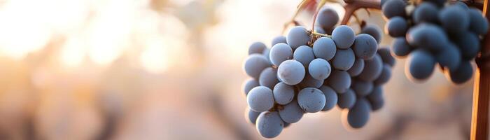 Close-up of deep purple and green grapes gently illuminated by golden-hour light, set against a blurred vineyard background showcasing warm earthy tones, creating a luxurious and fresh ambiance photo