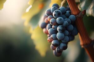 Deep purple and green grapes hang from a vine, illuminated by soft golden-hour light, set against a blurred vineyard background filled with warm earthy tones photo