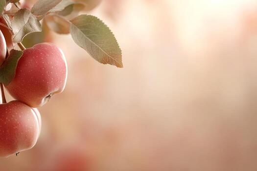 This enchanting apple orchard dazzles with ripe red apples hanging from branches, illuminated by soft sunlight and blending into warm golden backgrounds, creating a perfect atmosphere for agritourism photo