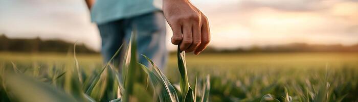 A farmer strolls through tall, vibrant corn plants in a sunlit field, enjoying the tranquility of nature and focusing on sustainable practices in agriculture photo