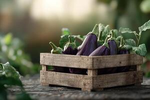 A rustic wooden crate overflows with glossy deep purple eggplants, the fresh green stems contrasting against a softly blurred farm backdrop filled with earthy tones photo