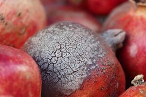 mold Pomegranates with textured skin displayed in a market setting photo