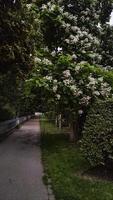 Blooming catalpa tree illuminating a serene prague pathway in summer photo