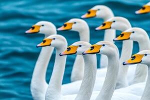 A serene image of a group of elegant swans with striking yellow beaks swimming together in tranquil blue water. photo