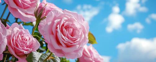 A vibrant display of pink roses against a bright blue sky, showcasing their delicate petals and lush green leaves. photo