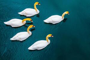 Five elegant swans swim gracefully on a tranquil blue water surface, showcasing their striking white feathers and distinctive yellow heads. photo