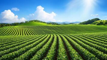 Lush green fields stretch across rolling hills under a bright blue sky, showcasing vibrant rows of crops and a serene landscape. photo