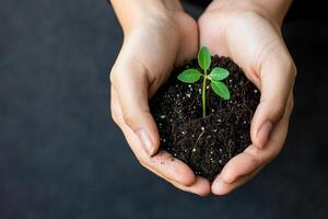 Transformation growth mindset concept. A pair of hands cradles a small plant sprouting from dark soil, symbolizing growth, care, and nurturing in nature. photo