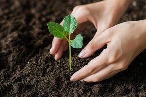 Sustainable food systems concept. A person gently plants a small green seedling into rich, dark soil, symbolizing growth and nurturing nature. photo