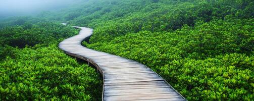 Adventure and Eco-tourism for travel concept. A winding wooden pathway surrounded by lush green foliage in a misty environment, inviting exploration and tranquility. photo