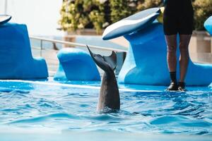 A dolphin in a pool photo