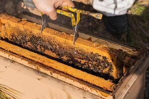 Crop beekeeper working in apiary in summer photo