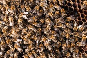 Bees on honeycomb in apiary photo