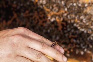 Beekeeper near hive with bees photo