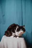 A fluffy black and white cat is comfortably nestled on a rustic wooden stool, with a vibrant blue curtain serving as a stunning backdrop that enhances this charming and delightful scene photo