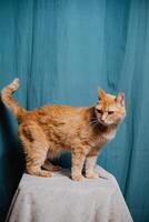 An orange cat is currently standing proudly on top of a soft and fluffy white blanket, making itself comfortable in its cozy spot, enjoying the warmth and comfort it provides photo