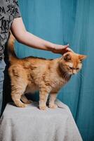 A person is gently petting a lovely orange cat that is comfortably sitting on a sturdy stool, enjoying the attention and affection being given to it by the human companion nearby photo