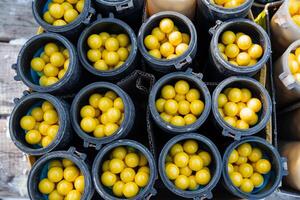 A collection of several bowls, each one filled to the brim with bright yellow balls, arranged neatly on a table, creating a visually appealing display of fresh, vibrant produce photo