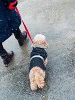 A person is walking a small dog on a leash, enjoying a pleasant day in the park while their furry friend explores the sights and sounds around them, wagging its tail happily photo