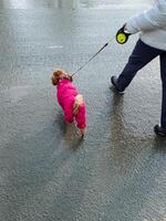 A person is taking a leisurely, peaceful walk with a small dog securely attached to a leash, ensuring the dogs safety and comfort while savoring the refreshing outdoor experience together photo