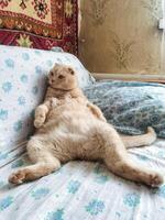 A cat is comfortably laying on its back on a soft and cozy bed, blissfully enjoying its time while resting and taking a peaceful nap without a single care in the world around it photo