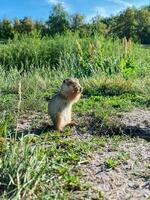 A small squirrel is currently standing in the lush green grass found in a wide open field, observing its surroundings with curiosity and alertness, ready to scurry away if needed photo