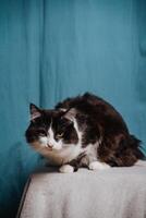 A black and white cat is comfortably lounging on a soft and cozy blanket positioned right in front of a bright blue curtain, creating a delightful contrast that irresistibly catches the eye photo