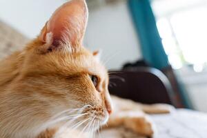 In this captivating closeup image, we see an adorable orange cat comfortably laying on a soft couch, showcasing its beautiful fur and endearing features while it relaxes peacefully photo