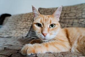 An orange cat is comfortably laying on a soft couch while staring directly at the camera with its bright eyes, making for an adorable image that captures the essence of feline charm photo